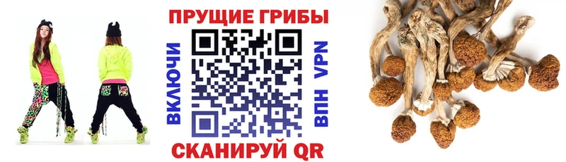 shop какой сайт  Мариинск  Псилоцибиновые грибы GOLDEN TEACHER 